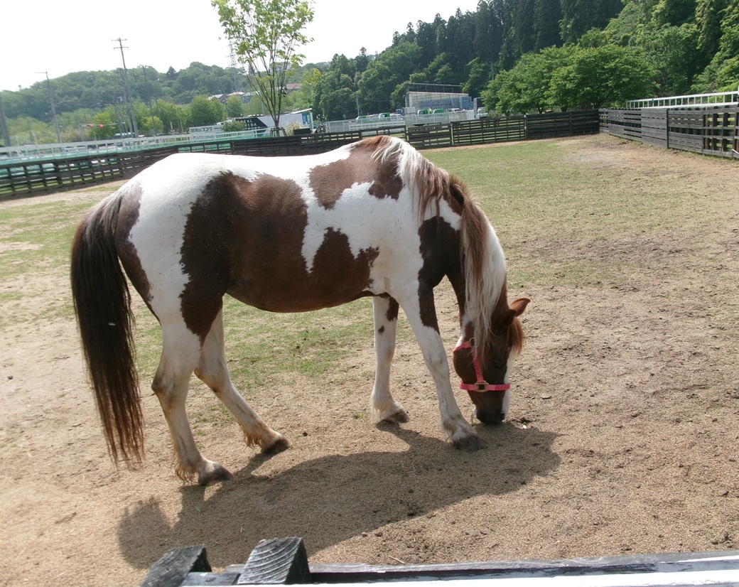 春の遠足